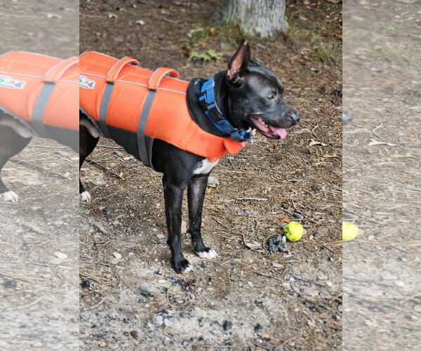 Medium Photo #3 Labrador Retriever-Unknown Mix Puppy For Sale in Atlanta, GA, USA