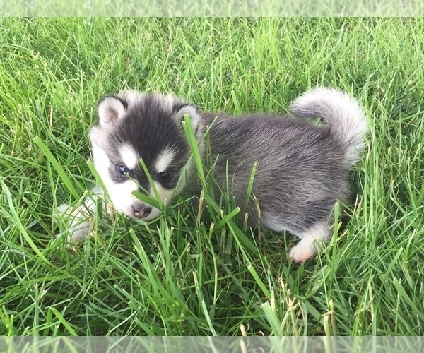 Medium Photo #9 Alaskan Klee Kai Puppy For Sale in WINCHESTER, OH, USA
