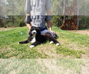 Saint Berdoodle Puppy for sale in PESHTIGO, WI, USA
