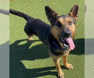 German Shepherd Dog Dogs for adoption in Mt. Airy, MD, USA