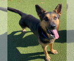Small Photo #1  Puppy For Sale in , 