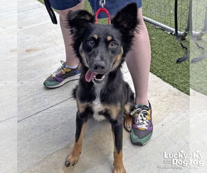 Medium Border Collie Mix