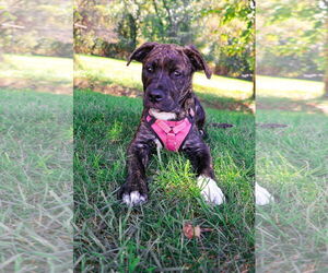 Rottweiler-American Pit Bull Terrier Dogs for adoption in Monterey, VA, USA