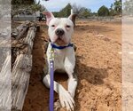 Small Photo #9 American Pit Bull Terrier-Unknown Mix Puppy For Sale in Kanab, UT, USA