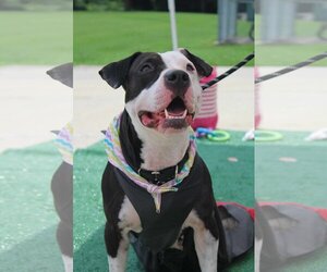 American Pit Bull Terrier-Unknown Mix Dogs for adoption in Shillington, PA, USA