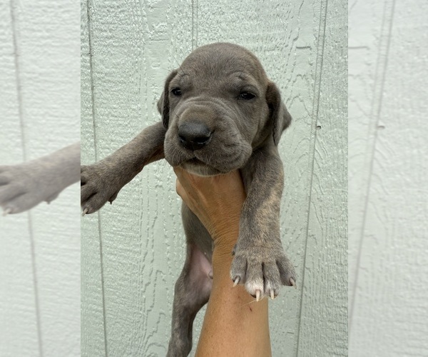 Medium Photo #1 Great Dane Puppy For Sale in HALLETTSVILLE, TX, USA