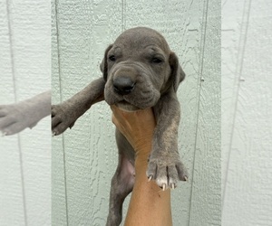 Medium Great Dane
