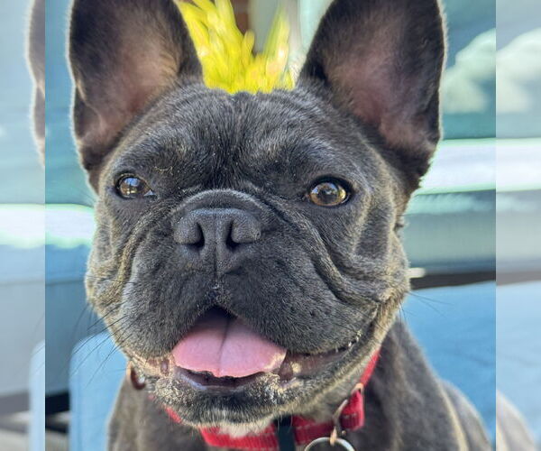 Medium Photo #9 French Bulldog Puppy For Sale in San Jose, CA, USA
