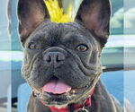 Small #8 French Bulldog