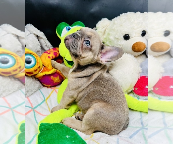Medium Photo #1 French Bulldog Puppy For Sale in BELLVILLE, TX, USA