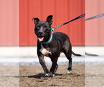 Small #11 American Pit Bull Terrier Mix