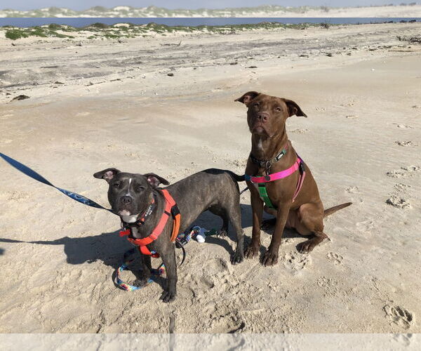 Medium Photo #6 American Pit Bull Terrier Puppy For Sale in Alexandria, VA, USA