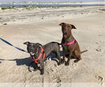 Small #5 American Pit Bull Terrier