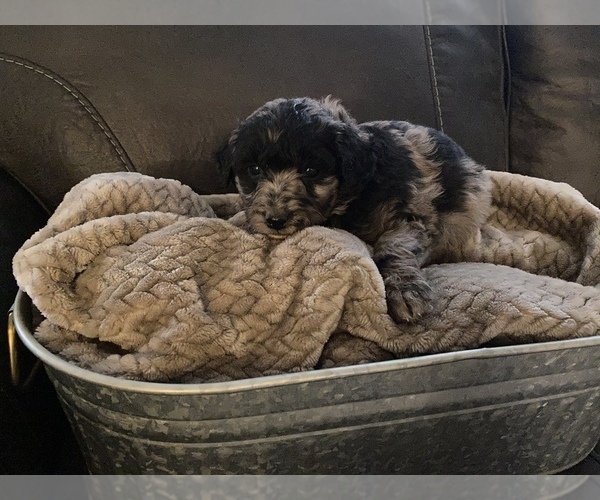 Medium Photo #1 Aussiedoodle Puppy For Sale in ARKOMA, OK, USA
