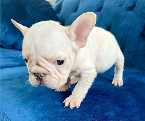 French Bulldog Puppy for sale in BEVERLY HILLS, CA, USA