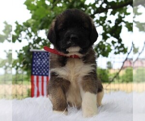 Saint Berdoodle Puppy for sale in HAGERSTOWN, MD, USA