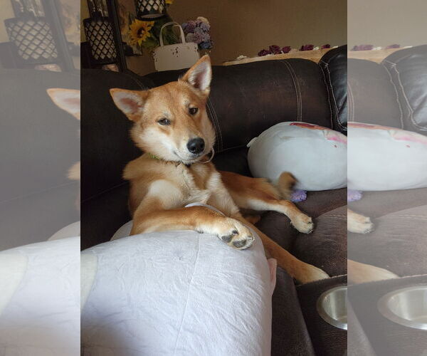 Medium Photo #2 Mutt Puppy For Sale in Polson, MT, USA