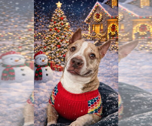 Medium Photo #4 American Staffordshire Terrier Puppy For Sale in Lawrenceville, NJ, USA