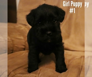 Schnauzer (Miniature) Puppy for sale in LAKEVILLE, OH, USA