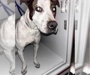 Mutt Dogs for adoption in Houston, TX, USA