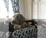 Small Photo #12 Weimaraner Puppy For Sale in FITZGERALD, GA, USA