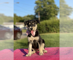 Small Photo #2 Goberian Puppy For Sale in ANTIOCH, TN, USA