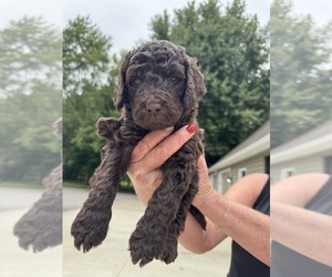 Medium Saint Berdoodle