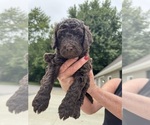 Puppy Curly Sue Saint Berdoodle
