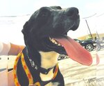 Small #1 Borador