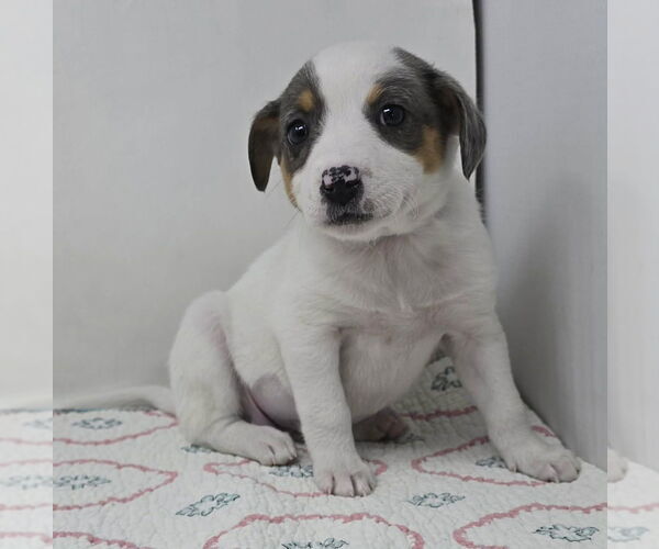 Medium Photo #1 Australian Shepherd-Unknown Mix Puppy For Sale in Brewster, NY, USA