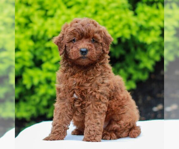 Medium Photo #2 Goldendoodle (Miniature) Puppy For Sale in LITITZ, PA, USA
