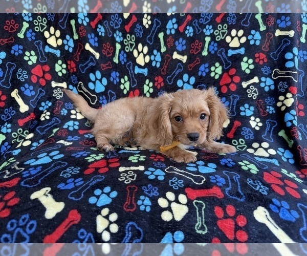Medium Photo #2 Cavapoo (Miniature) Puppy For Sale in LAKELAND, FL, USA