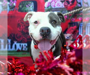 *RALLY - Male Mutt Dog for Adoption - Photo #3