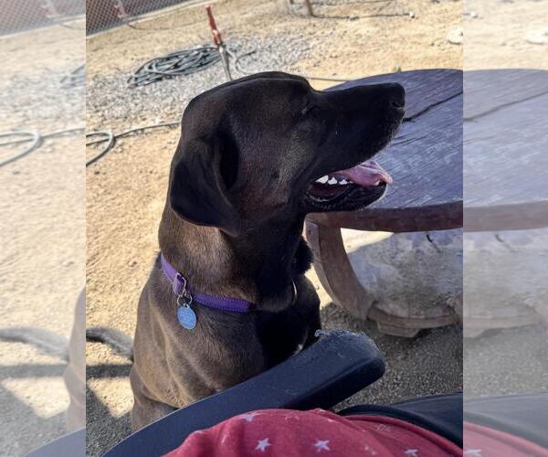 Medium Photo #4 Chocolate Labrador retriever-Mastiff Mix Puppy For Sale in Incline Village, NV, USA