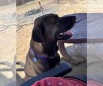 Small #3 Chocolate Labrador retriever-Mastiff Mix