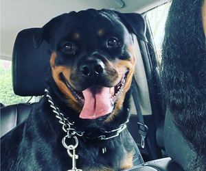 Father of the Rottweiler puppies born on 03/22/2025