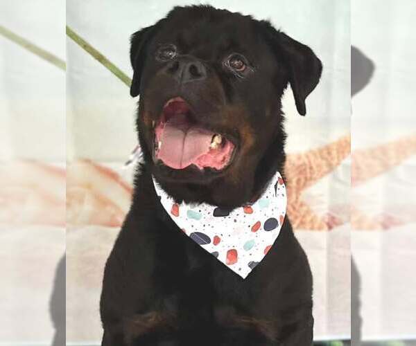 Medium Photo #1 Rottweiler Puppy For Sale in Hillsboro, NH, USA