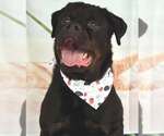 Small Rottweiler