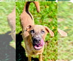 Small #2 Labrador Retriever Mix