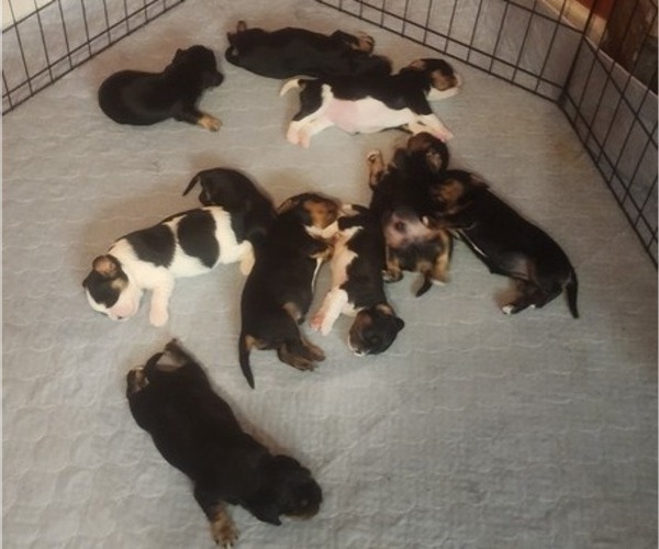 Medium Photo #1 Aussalier Puppy For Sale in ATHOL, ID, USA