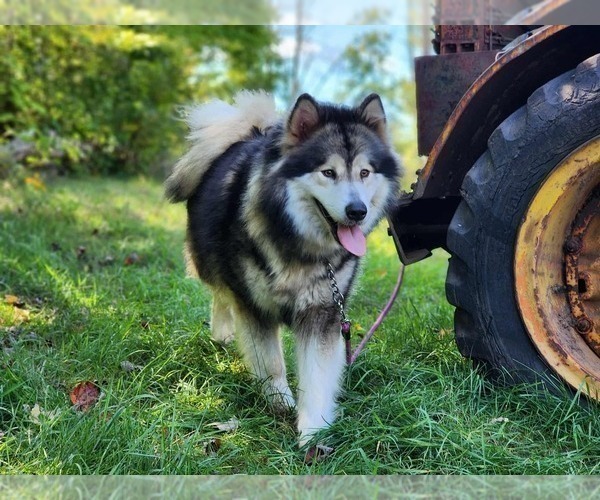 Medium Photo #1 Alaskan Malamute Puppy For Sale in CRIVITZ, WI, USA
