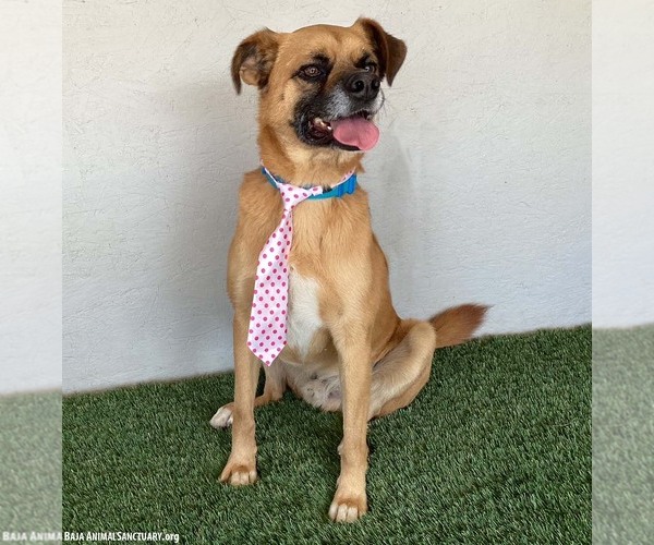 Medium Photo #3 Puggle Puppy For Sale in San Diego, CA, USA