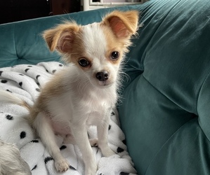 Chihuahua Puppy for sale in COLLIERVILLE, TN, USA