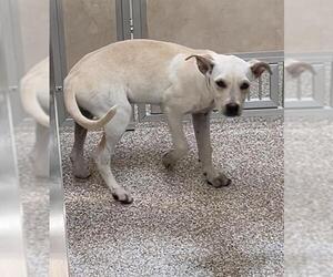 Mutt Dogs for adoption in Pueblo, CO, USA