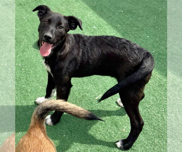 Medium Photo #2 Collie-Labrador Retriever Mix Puppy For Sale in GILBERTS, IL, USA