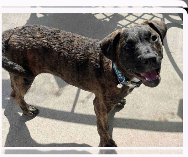 Medium Photo #7 Labrador Retriever-Unknown Mix Puppy For Sale in New York, NY, USA