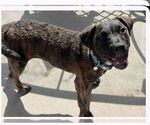 Small #6 Labrador Retriever Mix