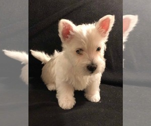 West Highland White Terrier Dogs for adoption in LOS ANGELES, CA, USA