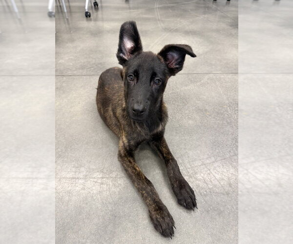 Medium Photo #2 Holland Shepherd Puppy For Sale in Imlay City, MI, USA