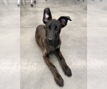 Small #1 Holland Shepherd